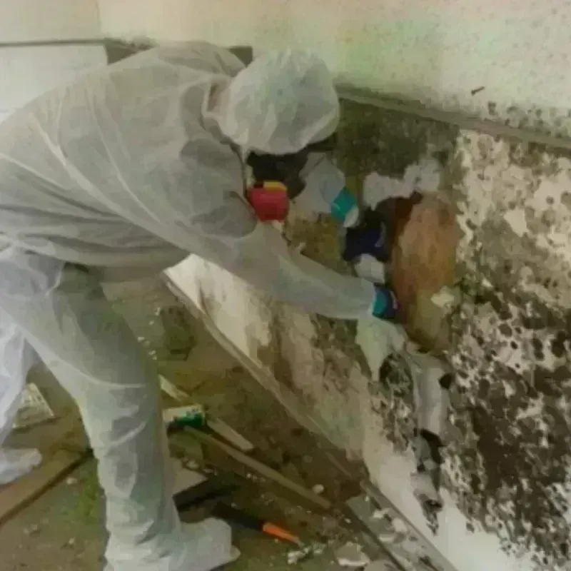 Mold Remediation and Removal in Benton County, OR